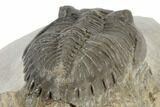 Detailed Hollardops Trilobite - Multi-Toned Shell Color #189754-5